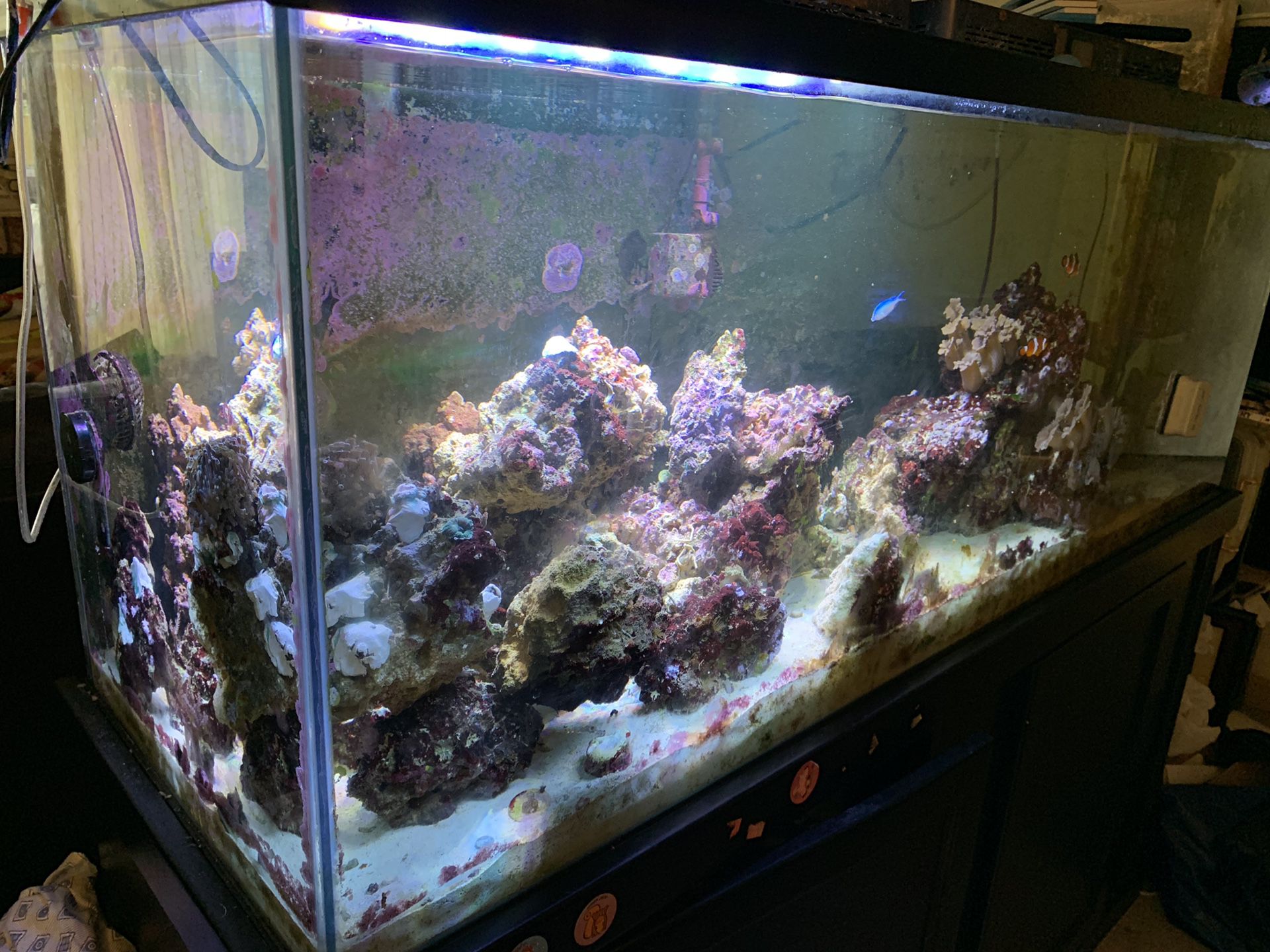 100 gallon salt water aquarium with stand