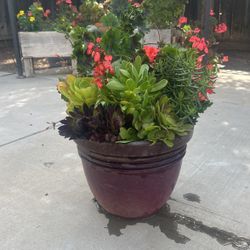Large Pot With Plants 