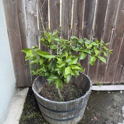 Grafted Mexican Lime Tree in Barrel Pot