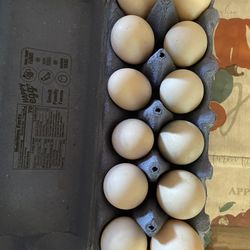 Duck Eggs 