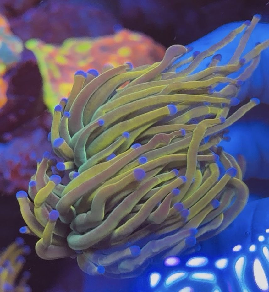 Rapunzel HG Torch * FAKE CORAL DECORATION