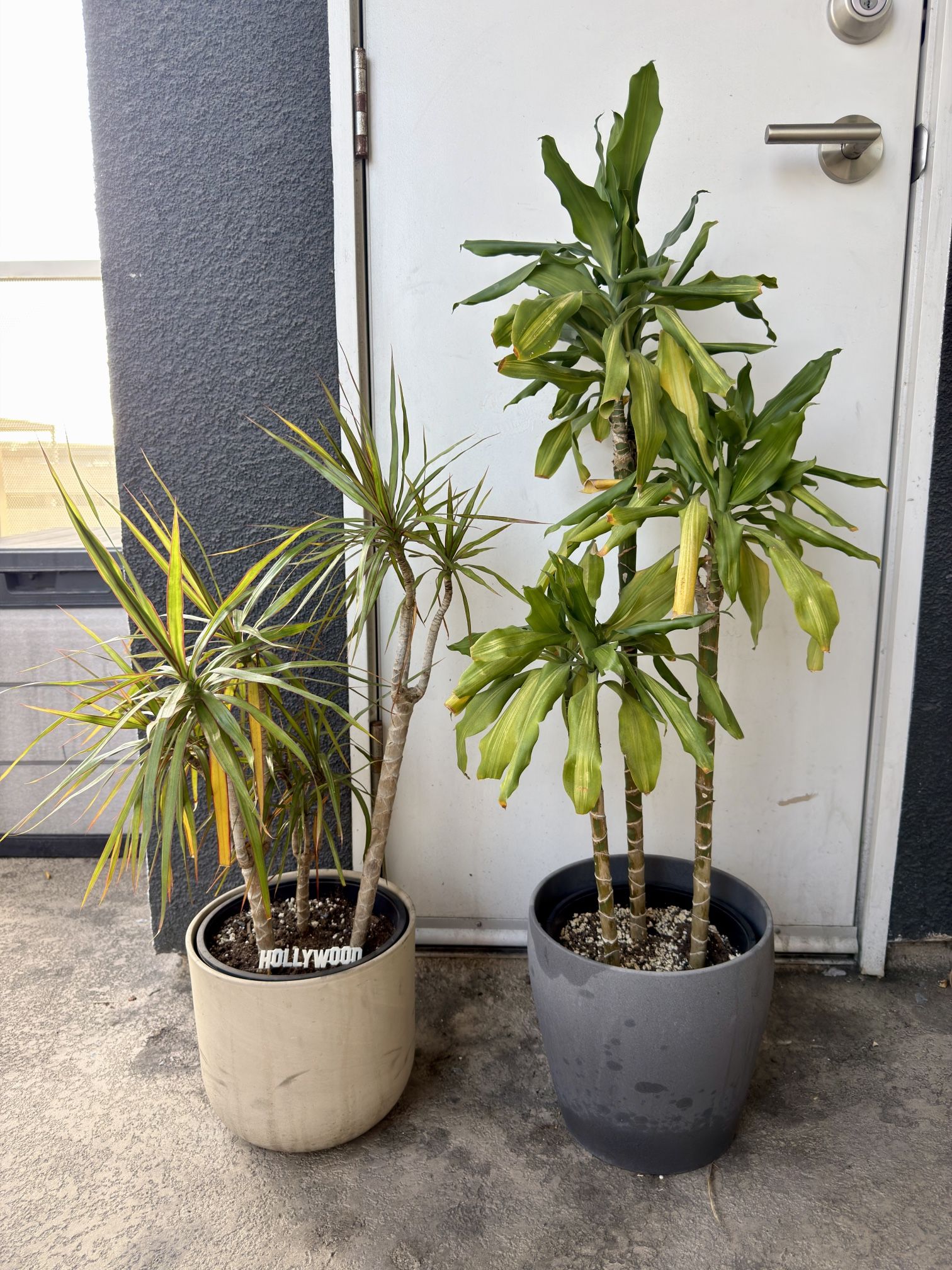 2 Dracaena Plants + Pots (Dragon Tree 2.5 ft, Corn Plant 3.5 ft) 🌿