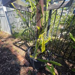 4 Dragon Fruit Varieties In A 20 Gallon Container 