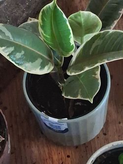 Variegated Rubber Plant in Ceramic Pot