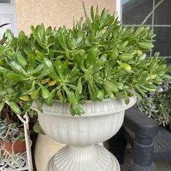 Succulents With The Pot