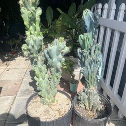 2  Monstroses Cactus $150 For Both 4 Ft Tall