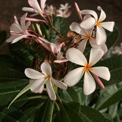 Aplumeria singapur rosa 
