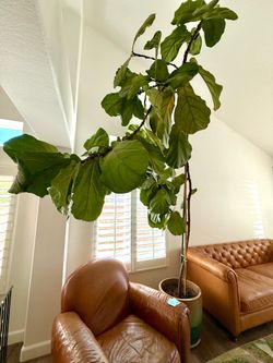 Giant Fiddle Leaf Fig with Pot