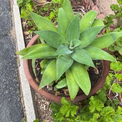Succulent In Teracata Pot Decorative Drought Talerant 