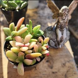 SUCCULENT. PLANT SALE IN .SAN LORENZO DM ME FOR APPT