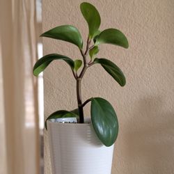 Healthy Beautiful Indoor Plant(Peperomia)