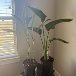Plants For Sale - White Bird of Paradise & Hawaiian Ti