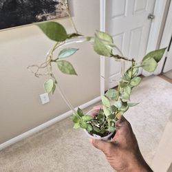 Hoya Krohniana Super Silver