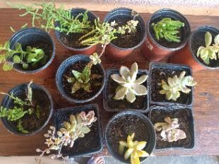 Life Succulent Plants  Collection (12pcs) Small Pot