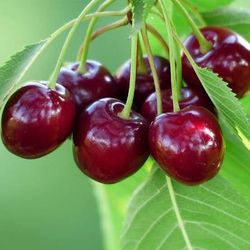 🍒2n1Cherry Tree (Lapins)Cereza