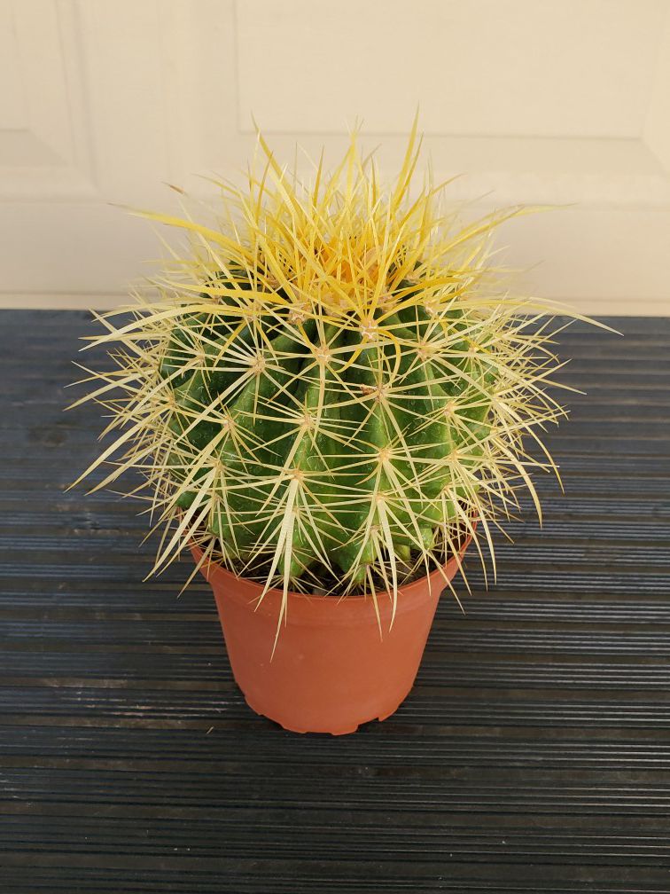 Beautiful Healthy Cactus