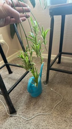 Spider Plant Babies