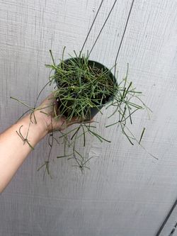 6” hoya retusa