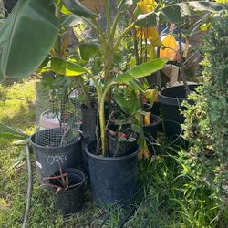2’ And 4’ Feet Banana Trees
