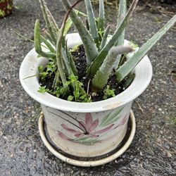 Lovely Aloe In Draining Container 