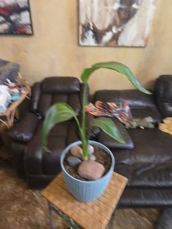 1ft 10in tall white Bird of paradise plant in nice 8in pot with stones