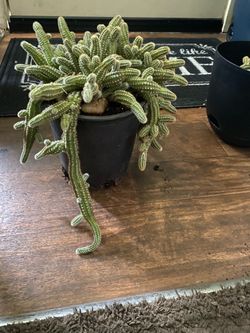 Rat tail cactus