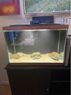 20 gallon tank