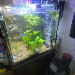 Fish Tank Decor