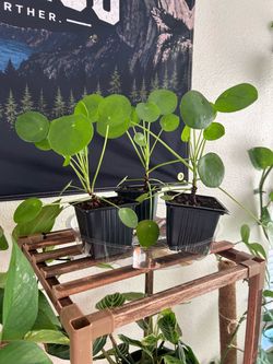 Chinese Money Plants- Pilea Peperomioides