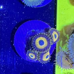 Ultra Bright Scrambled Eggs Zoas