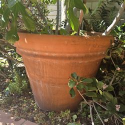 6 ft tall Italian planter with fig tree pot 28 inches in diameter