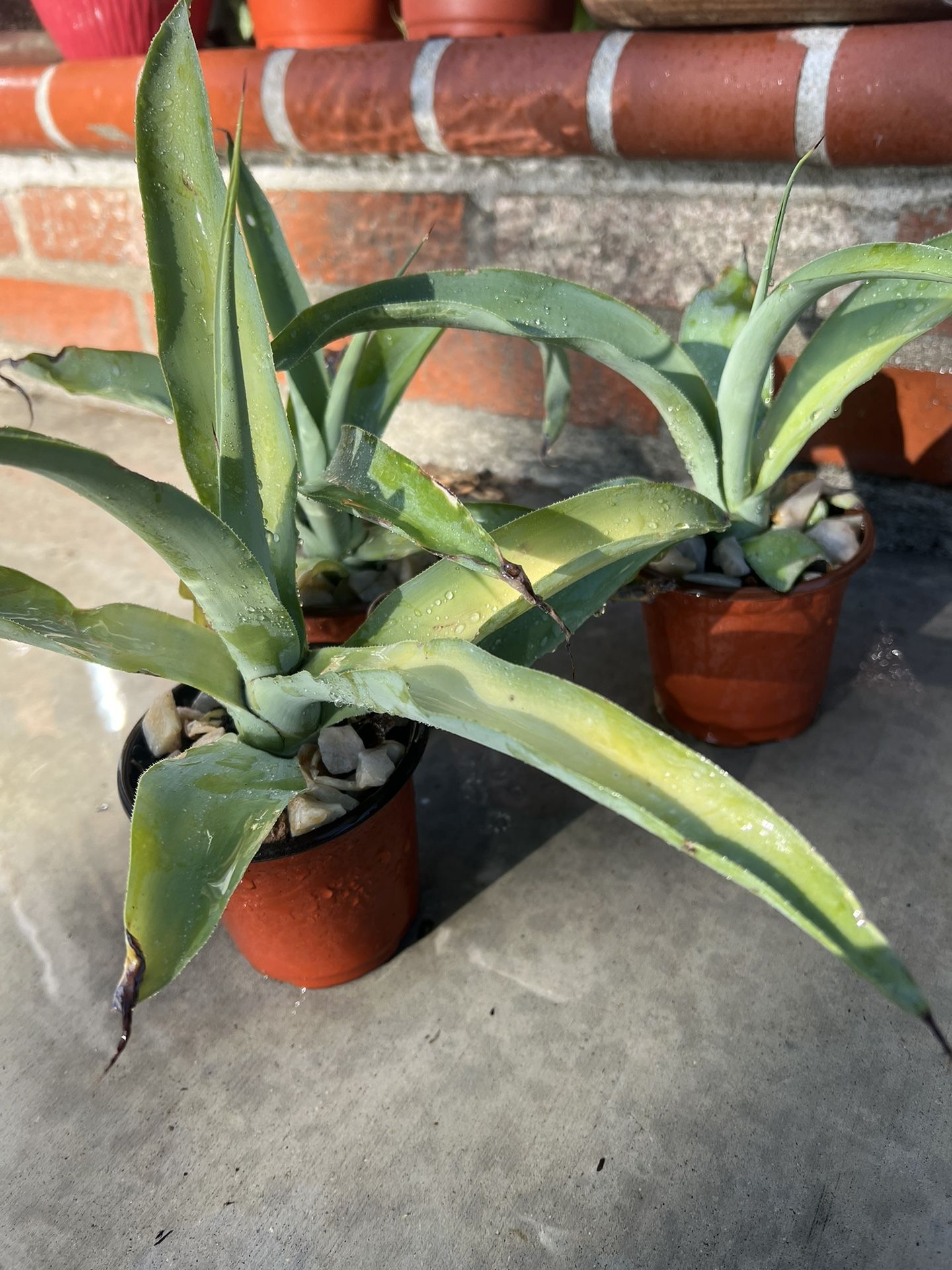 Agave Vilmoriniana. Octopus Agave 6 Inch Pot. 10-12 Inches Tall