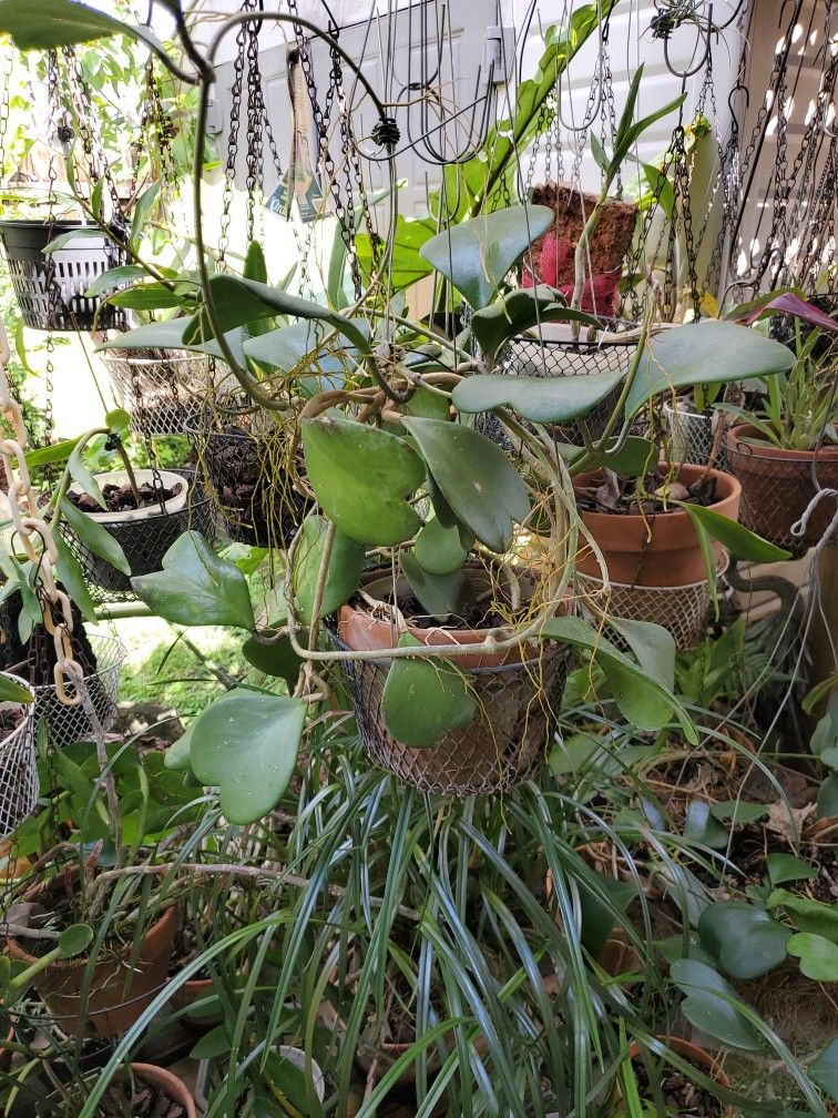 Medium Size HOYA KERRI Plant