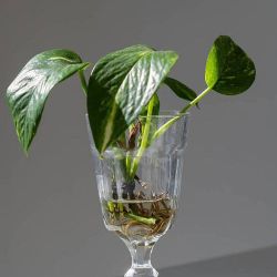 Variegated Pothos Money Plant/ House Plant/ Indoor Plant Flower Patio Garden 