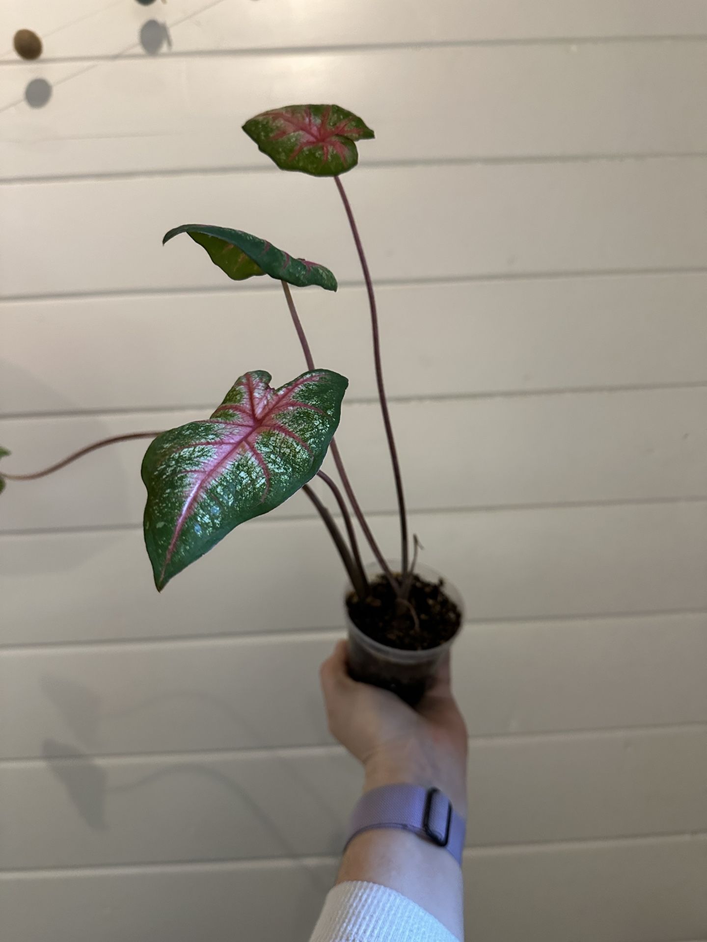 2” Caladium Heart Of Jesus Plant