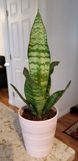 Sansevieria Laurentii Snake Plant This flower mascot home