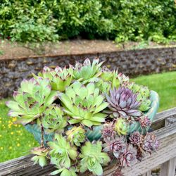 Succulents Plant 🪴 