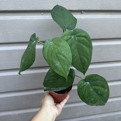 4” Syngonium Chiapense