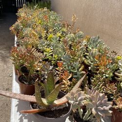 Cactus and Succulent’s 🪴