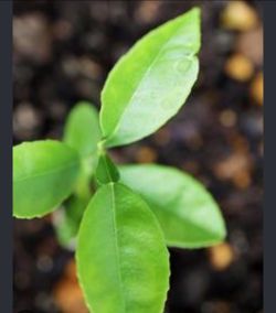 💯 Organic Baby Mexican Key Lime Plant