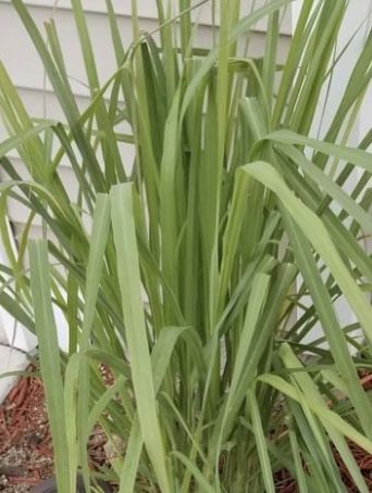 Fresh cut Lemon grass herbs for brewing tea and other purposes.
