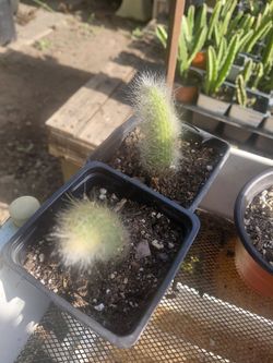 Monkey Tail Cactus