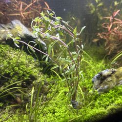 Limnophila Hippuridoides Live Aquarium Bundle Plant For Fish Tanks