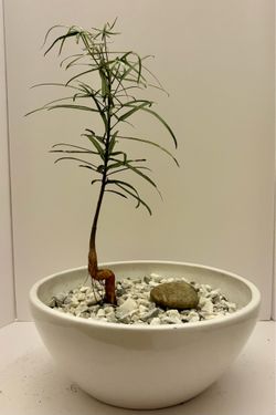 Bottle tree bonsai in 13” pot