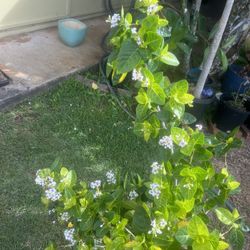 Shrub/hedge