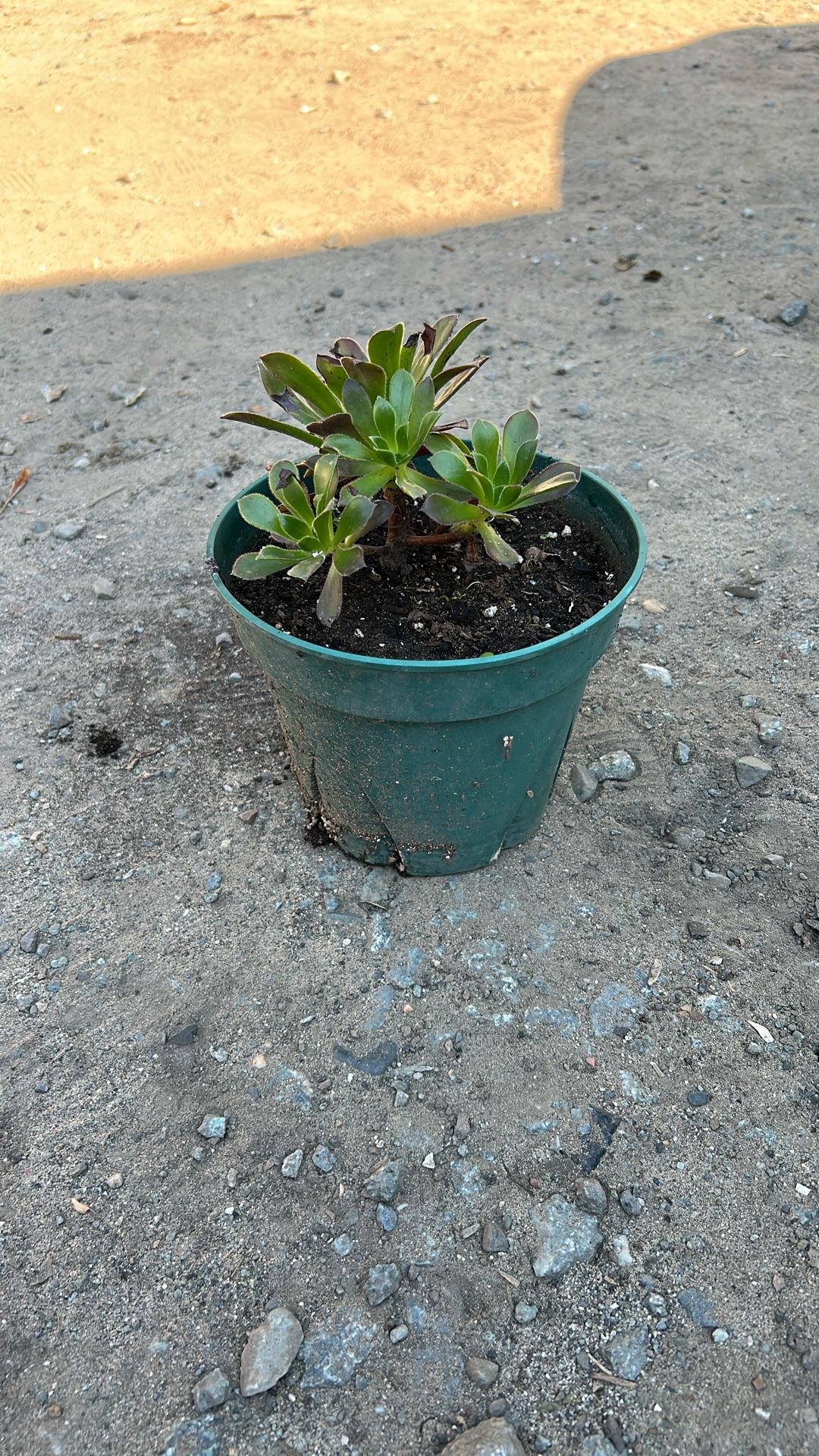 Plant