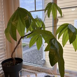 Big Money Tree