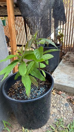 Avocado tree