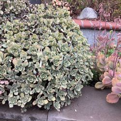 Pinwheel Succulents Aeoneums 