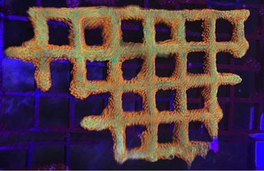Free Frag encrusting coral fake